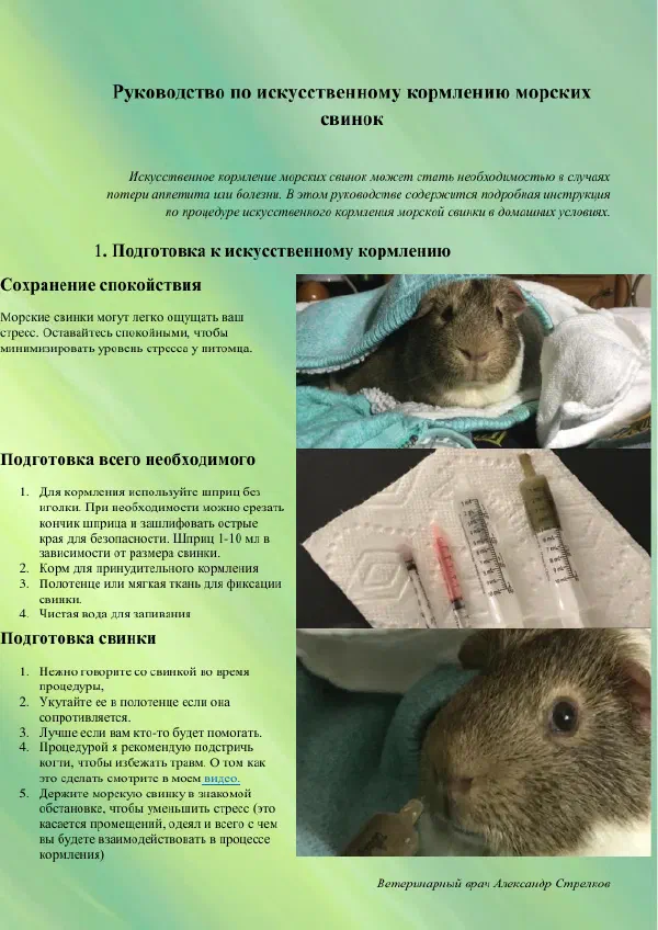 Морская свинка не ест: памятка по докорму из шприца — Страницы гайда, стр. 1