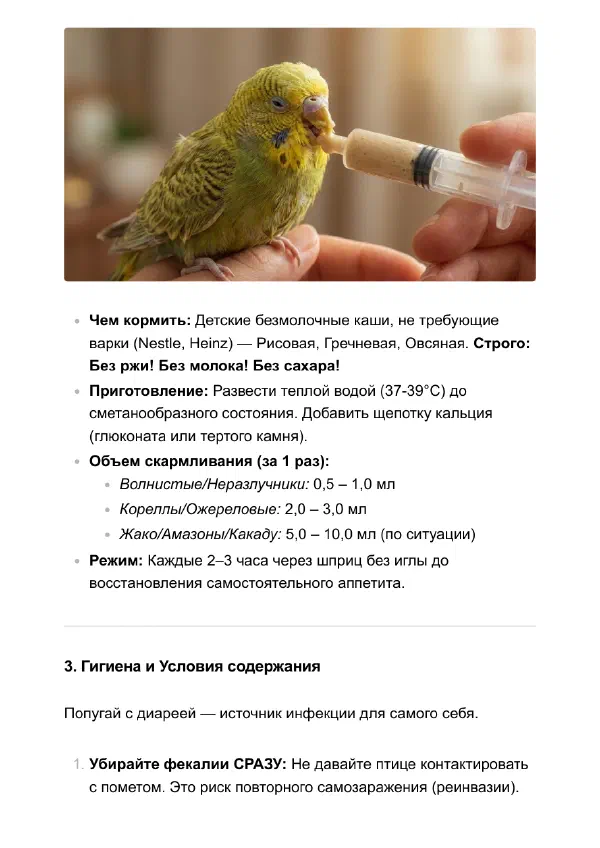 Жидкий помёт у попугая: стресс или болезнь, что делать — Страницы гайда, стр. 3