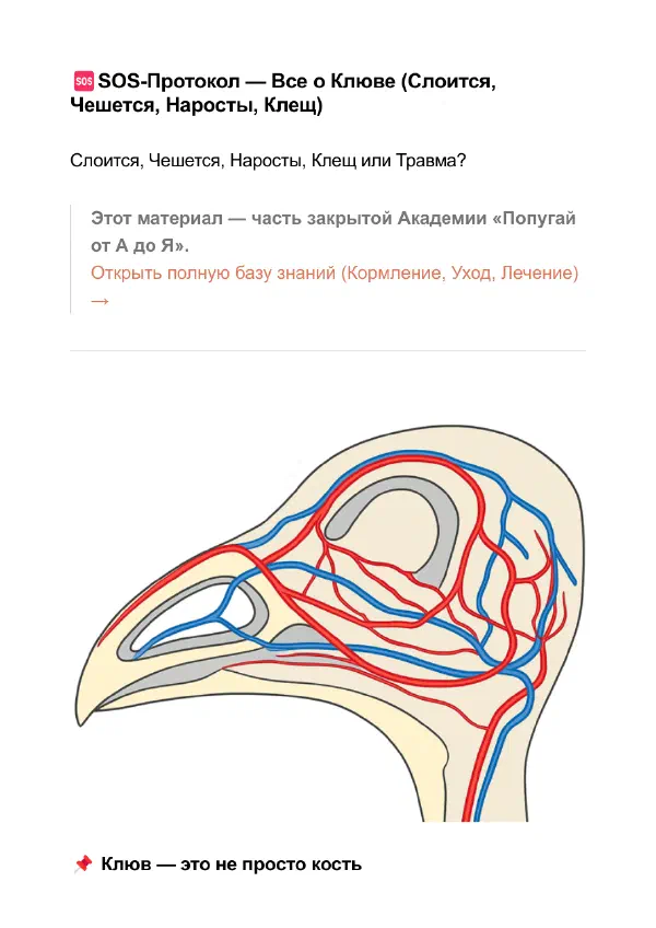 Наросты на клюве и восковице попугая: клещ или витамин А — Страницы гайда, стр. 1