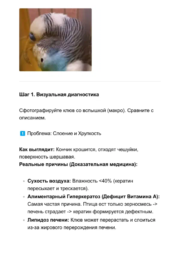Наросты на клюве и восковице попугая: клещ или витамин А — Страницы гайда, стр. 2