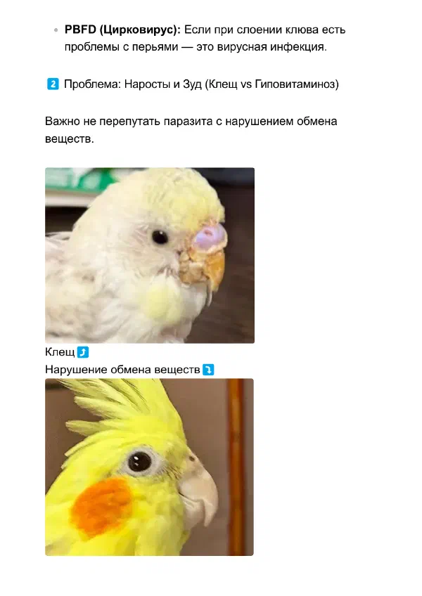 Наросты на клюве и восковице попугая: клещ или витамин А — Страницы гайда, стр. 3