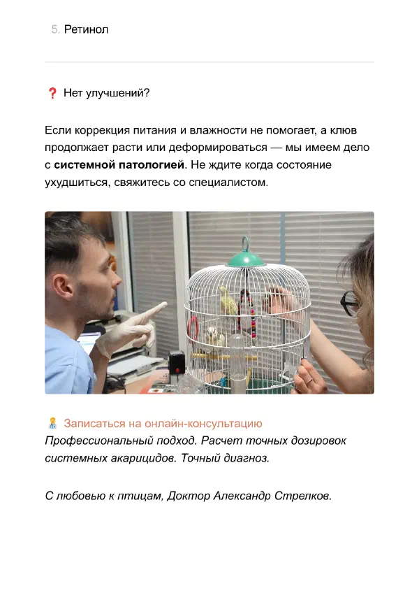 Наросты на клюве и восковице попугая: клещ или витамин А — Страницы гайда, стр. 4