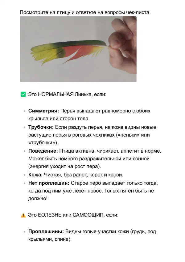Попугай выщипывает перья: что делать дома и когда к врачу — Страницы гайда, стр. 2