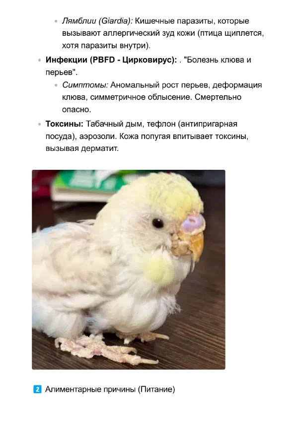 Попугай выщипывает перья: что делать дома и когда к врачу — Страницы гайда, стр. 3