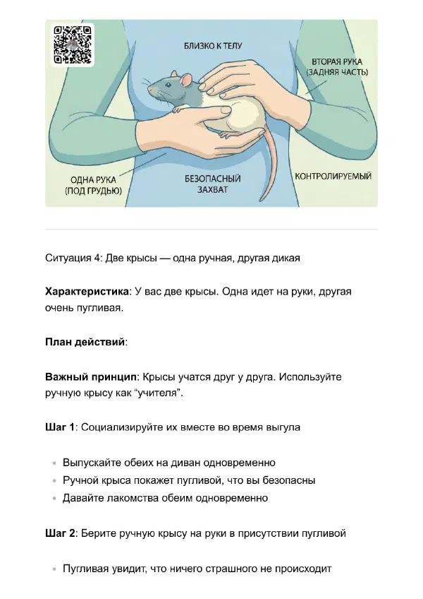 Как приручить крысу к рукам, если она боится и кусается — Страницы гайда, стр. 4
